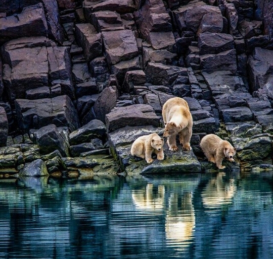bears