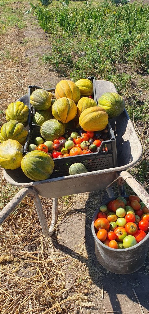 plant, calabaza achtergronden