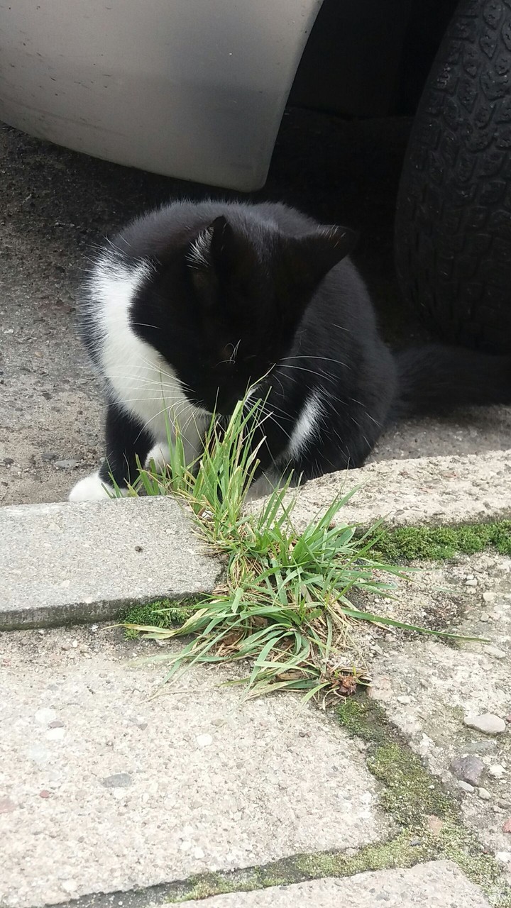 kot/cat