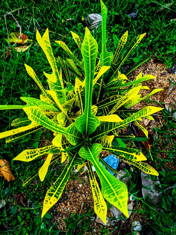 Crazy leaves