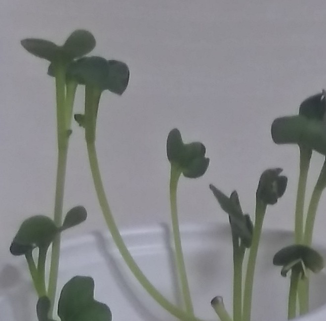 plant