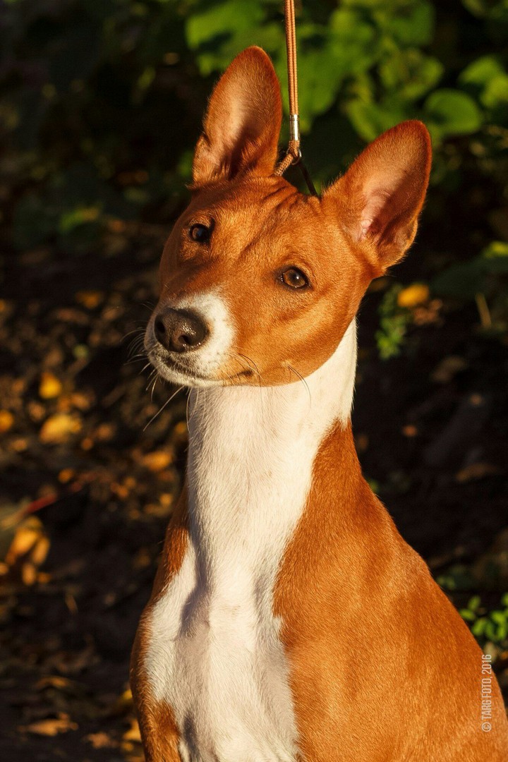 Dog Basenji Basten
