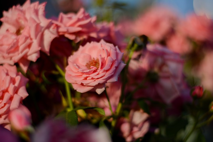 flowers