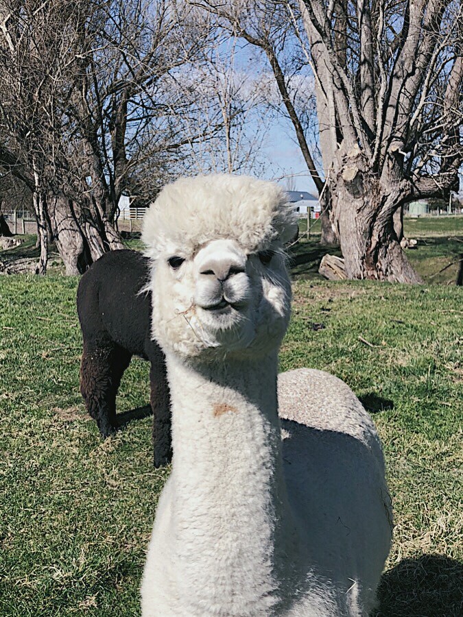 alpaca