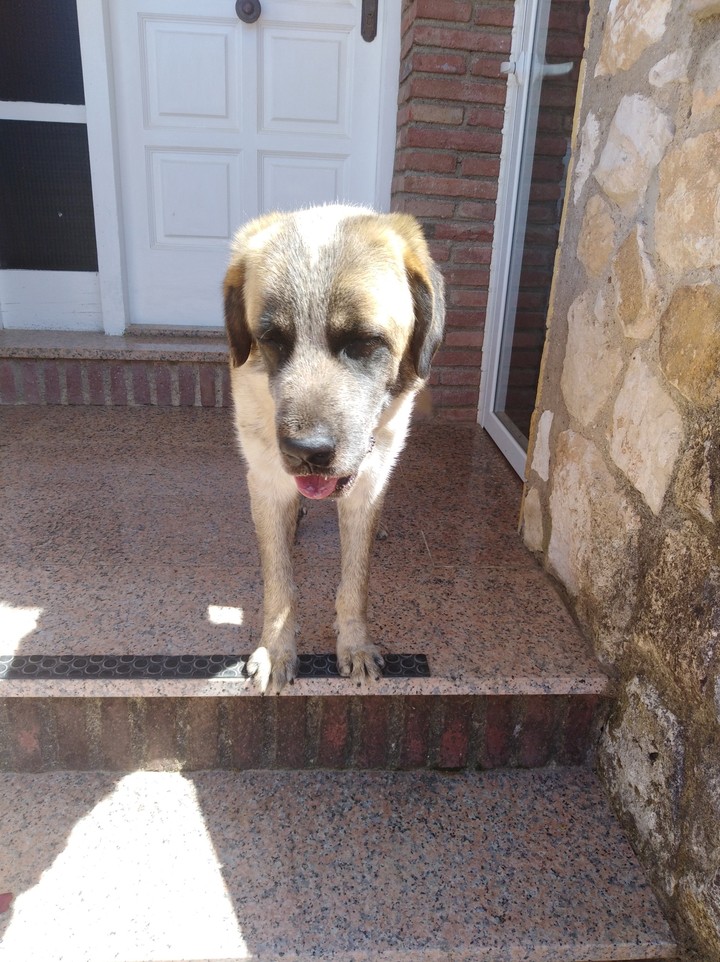 My dog