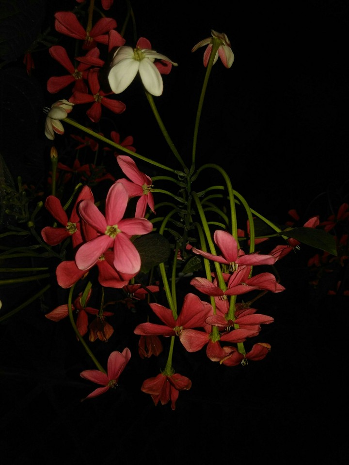 Madhumalti plant
