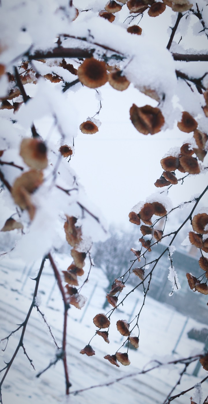 Snowy flowers