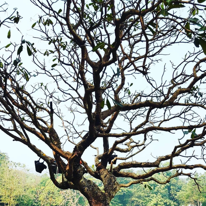 tree