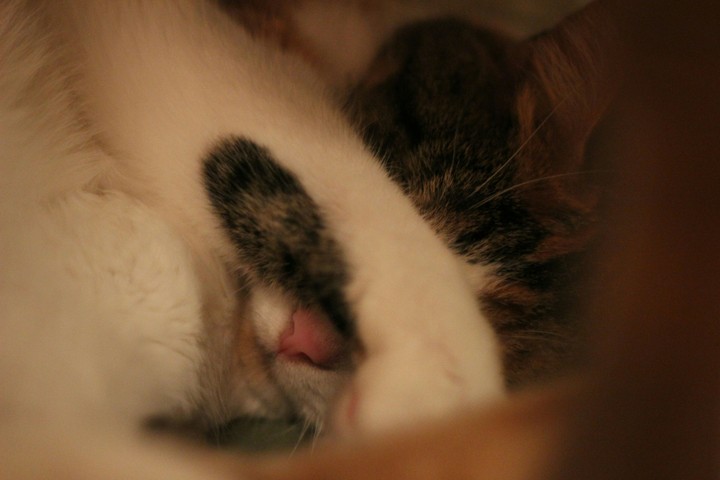 I'm sleeping...leave me alone.