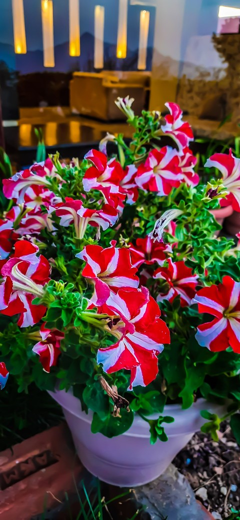 groundcover, red háttérképek