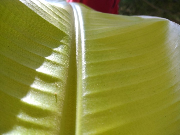 leaf