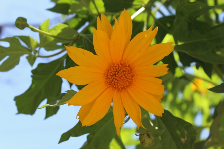 sunflower