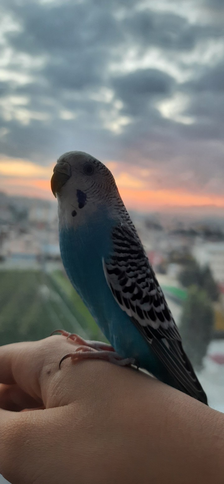 Budgie watching the sunset