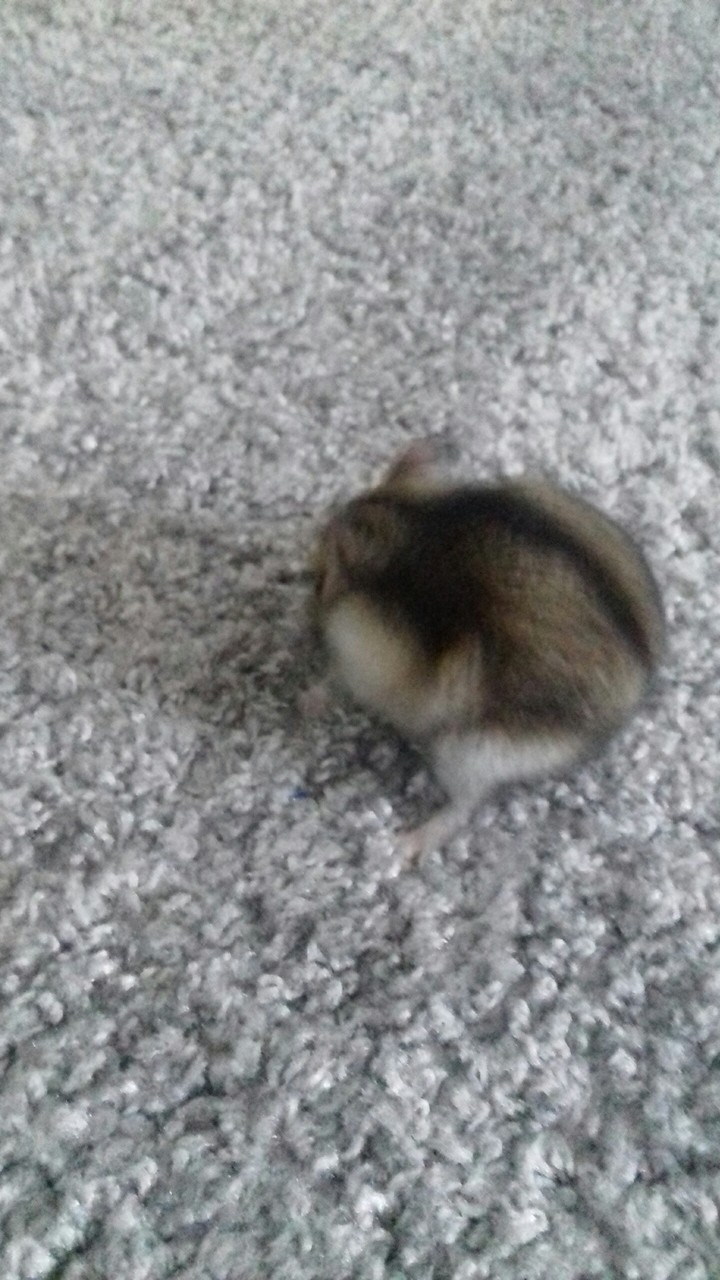 Hamastter xD