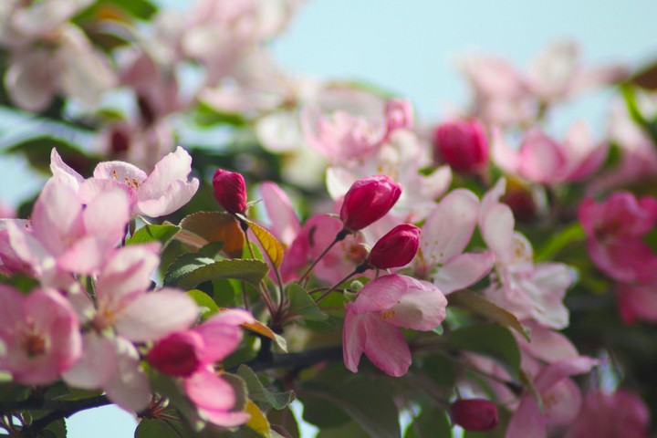 Blossom to Bloom