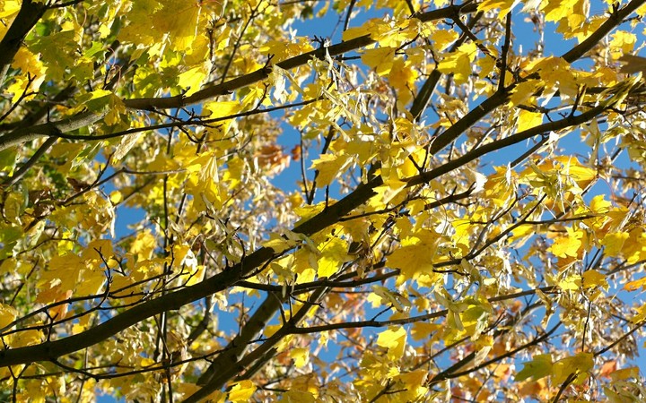 Autumn vibes☺