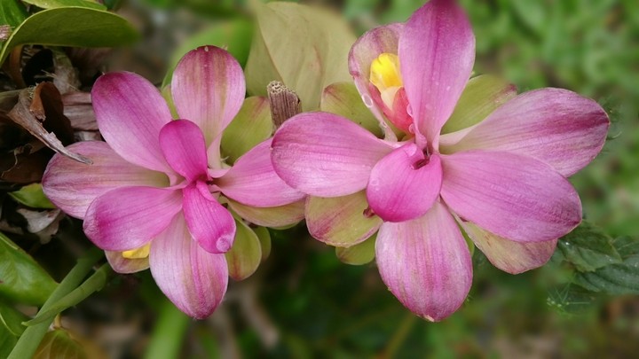 flores