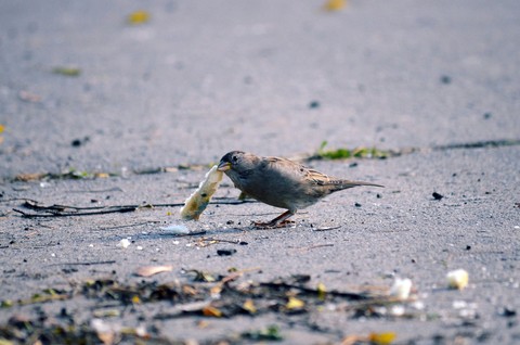 birtd
