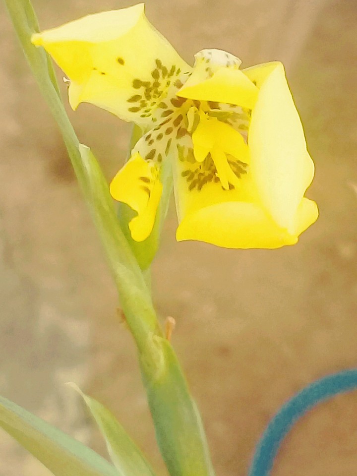 flor