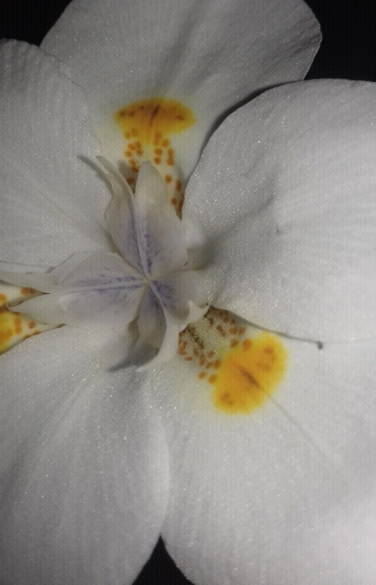 White night