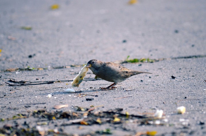 birtd