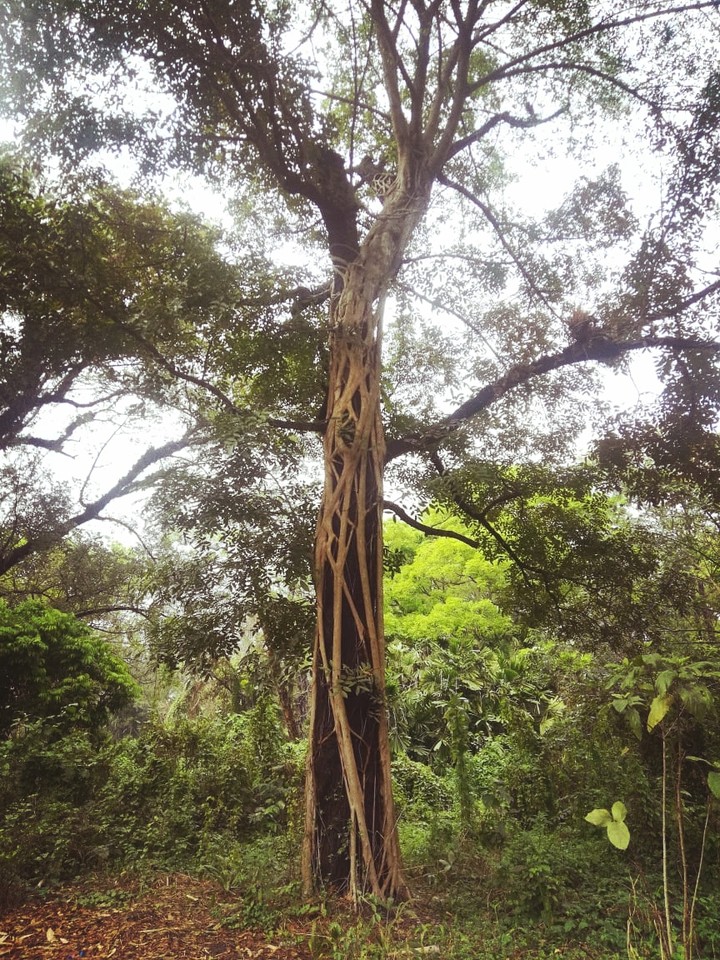 BOTANICAL GARDEN.