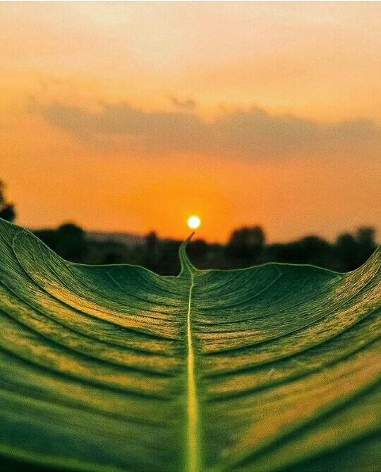 sun