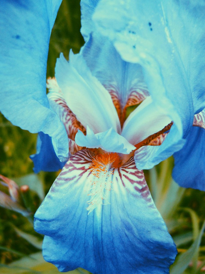 blue flover
