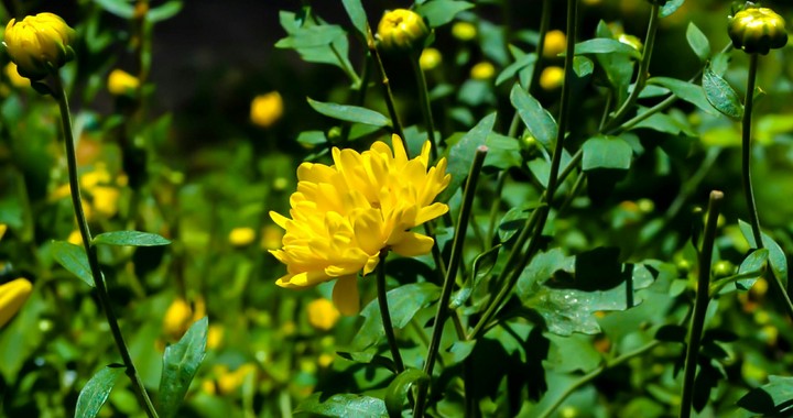 flower