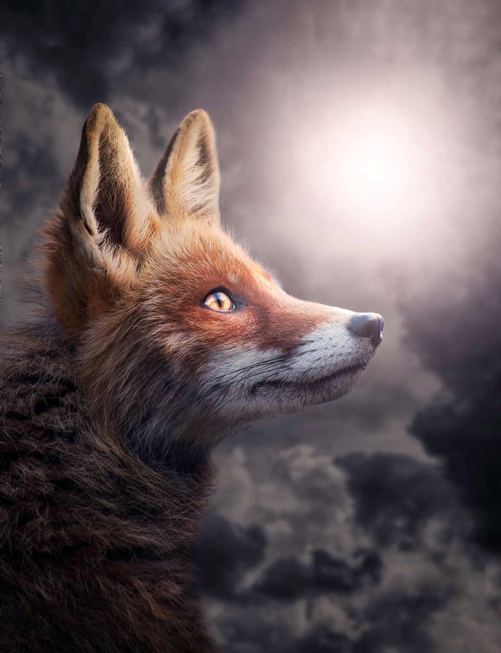 Vulpes vulpes