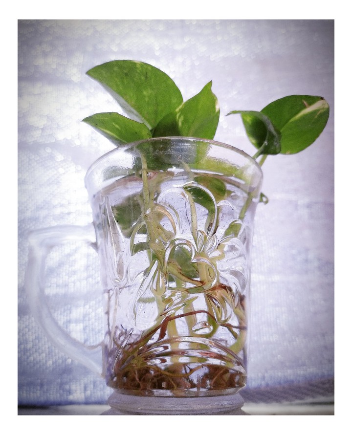 Money plant
