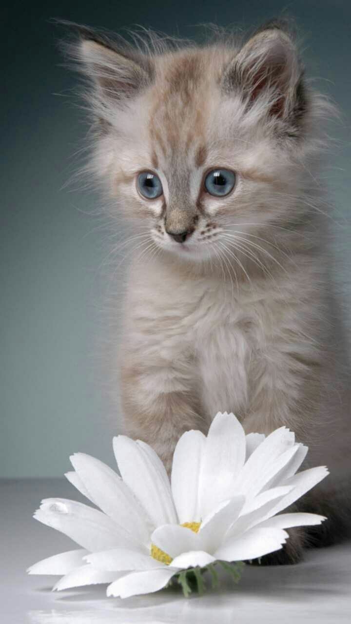 cat and flower