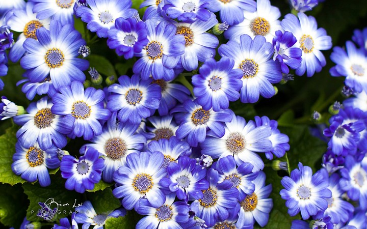 violate flowers