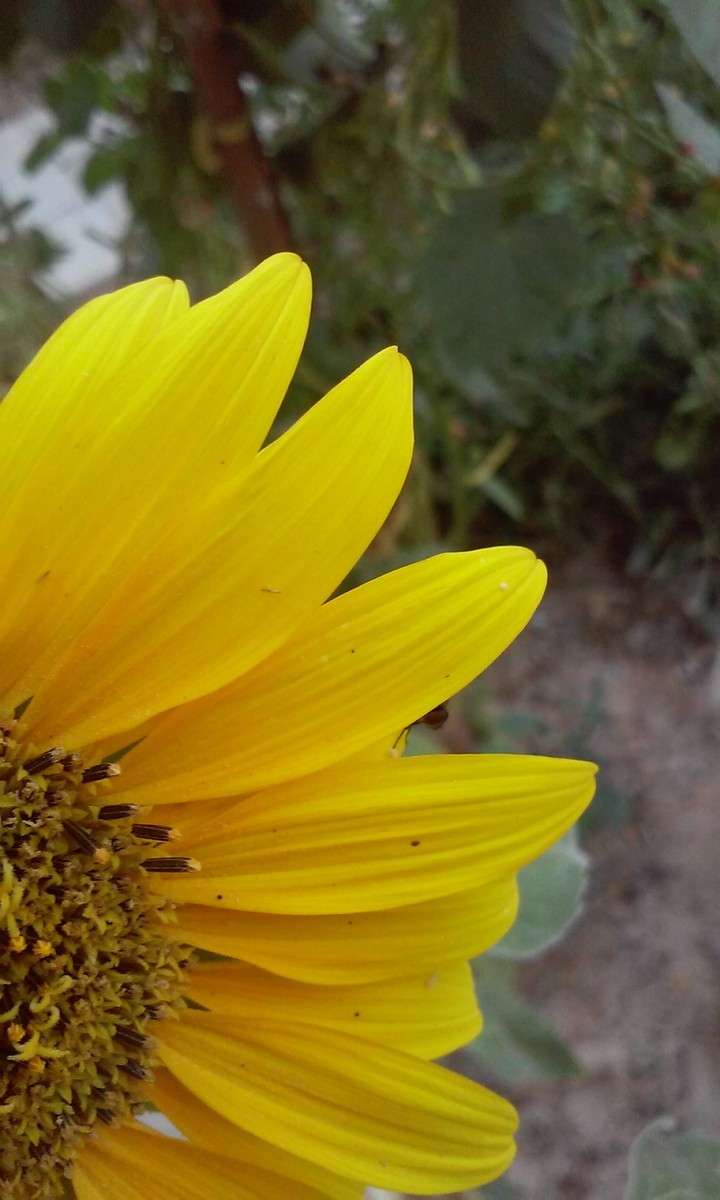 yellow flower