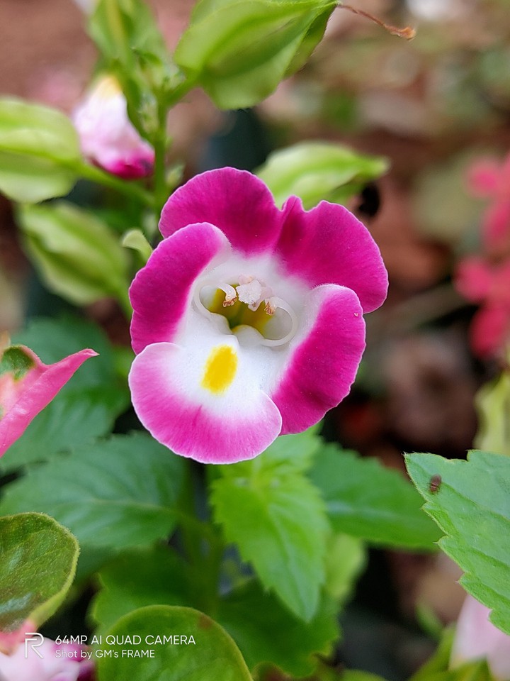 pink flower