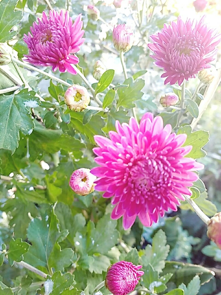 flor