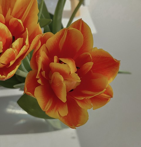 обои Bouquet, morning