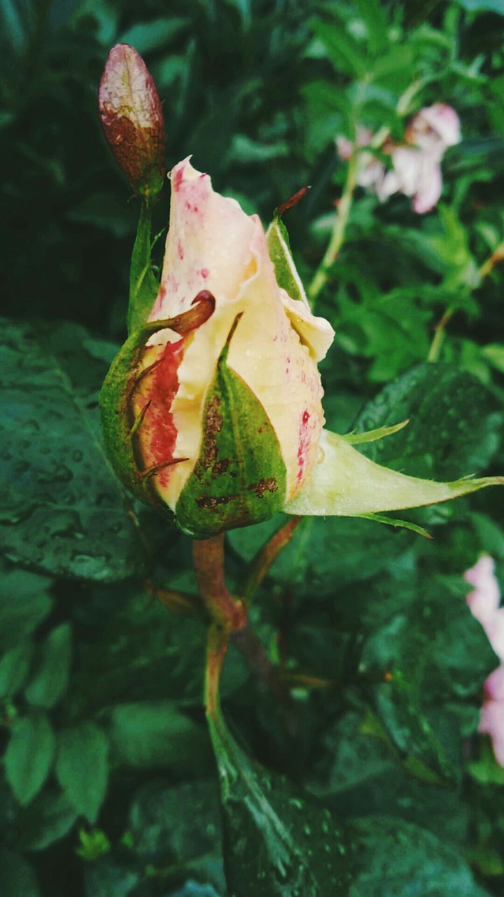 flovers