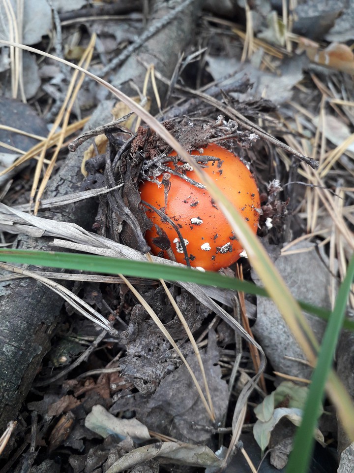 fly-agaric poison mushrooms in the fall forest