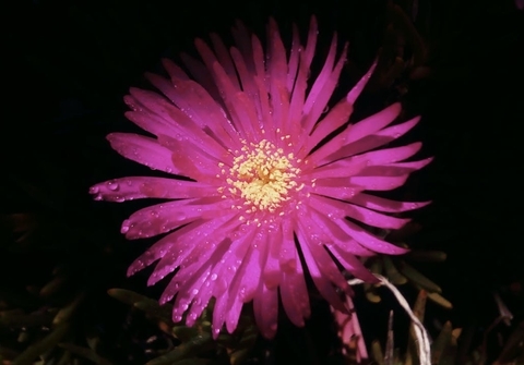 тапети shrub, magenta
