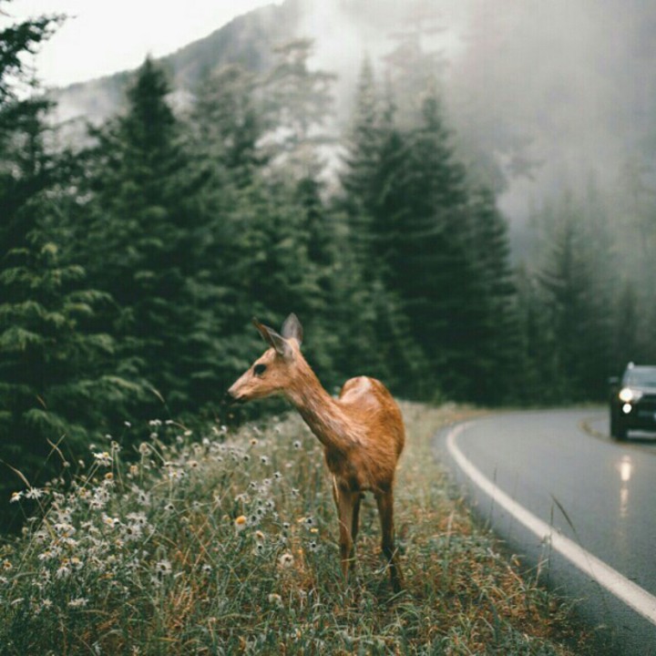 Animal