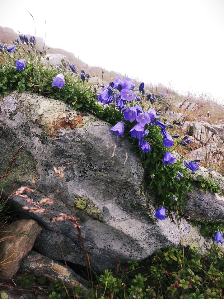 Magic nature