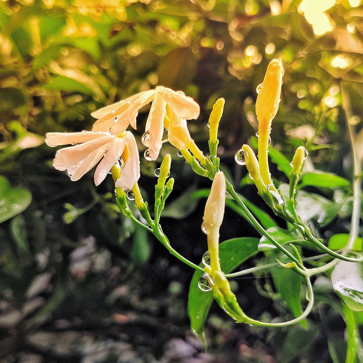 morning flowers