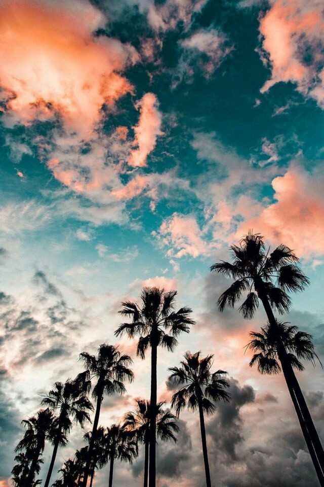 Palmtree