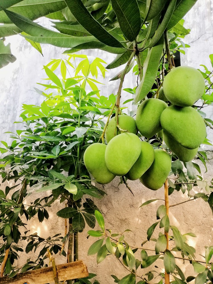Green Mangoes