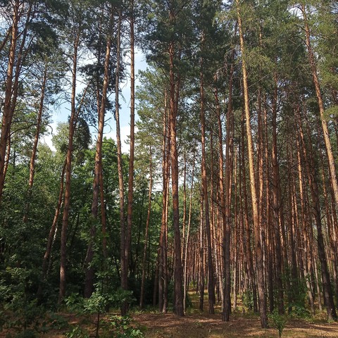 Calm forest (3)