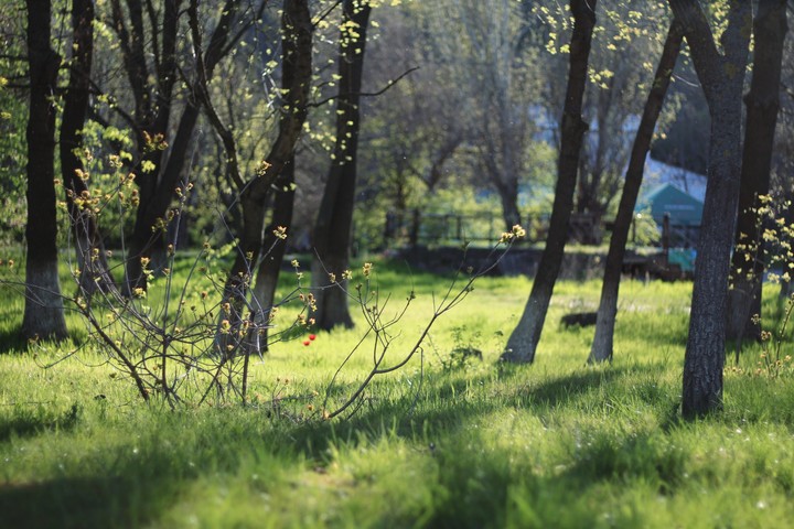 forest