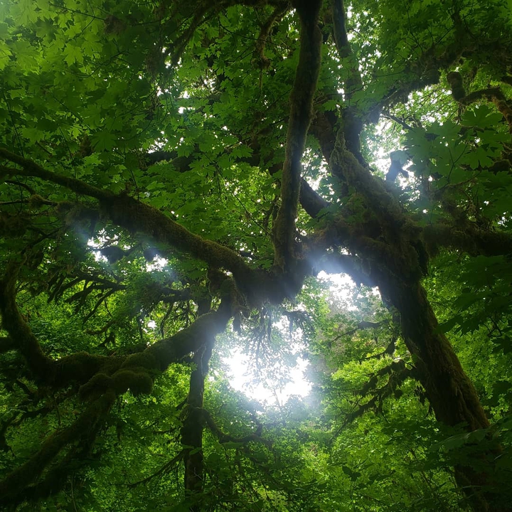 break in the trees