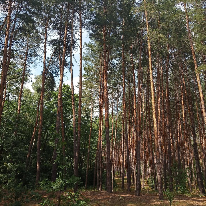 Calm forest (3)