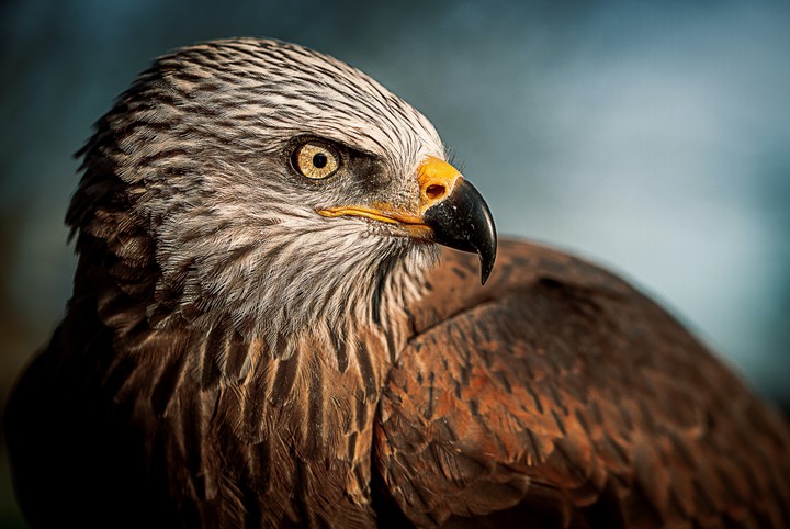 Eagle